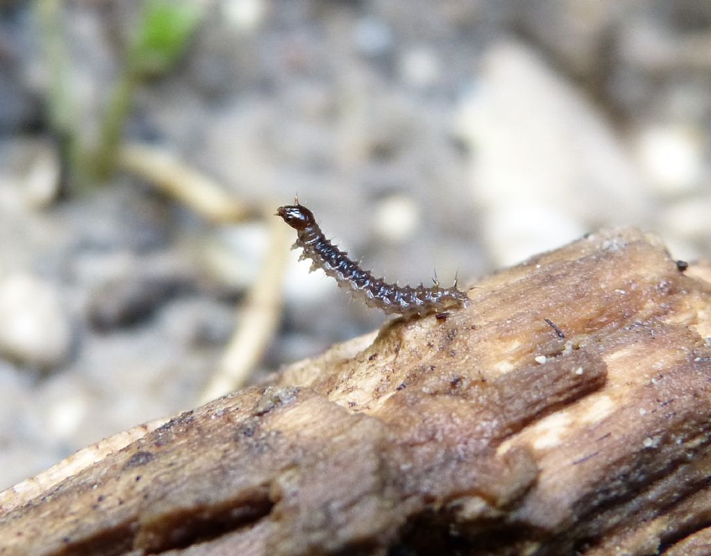 Larva di Mecottero Panorpidae: Panorpa sp.